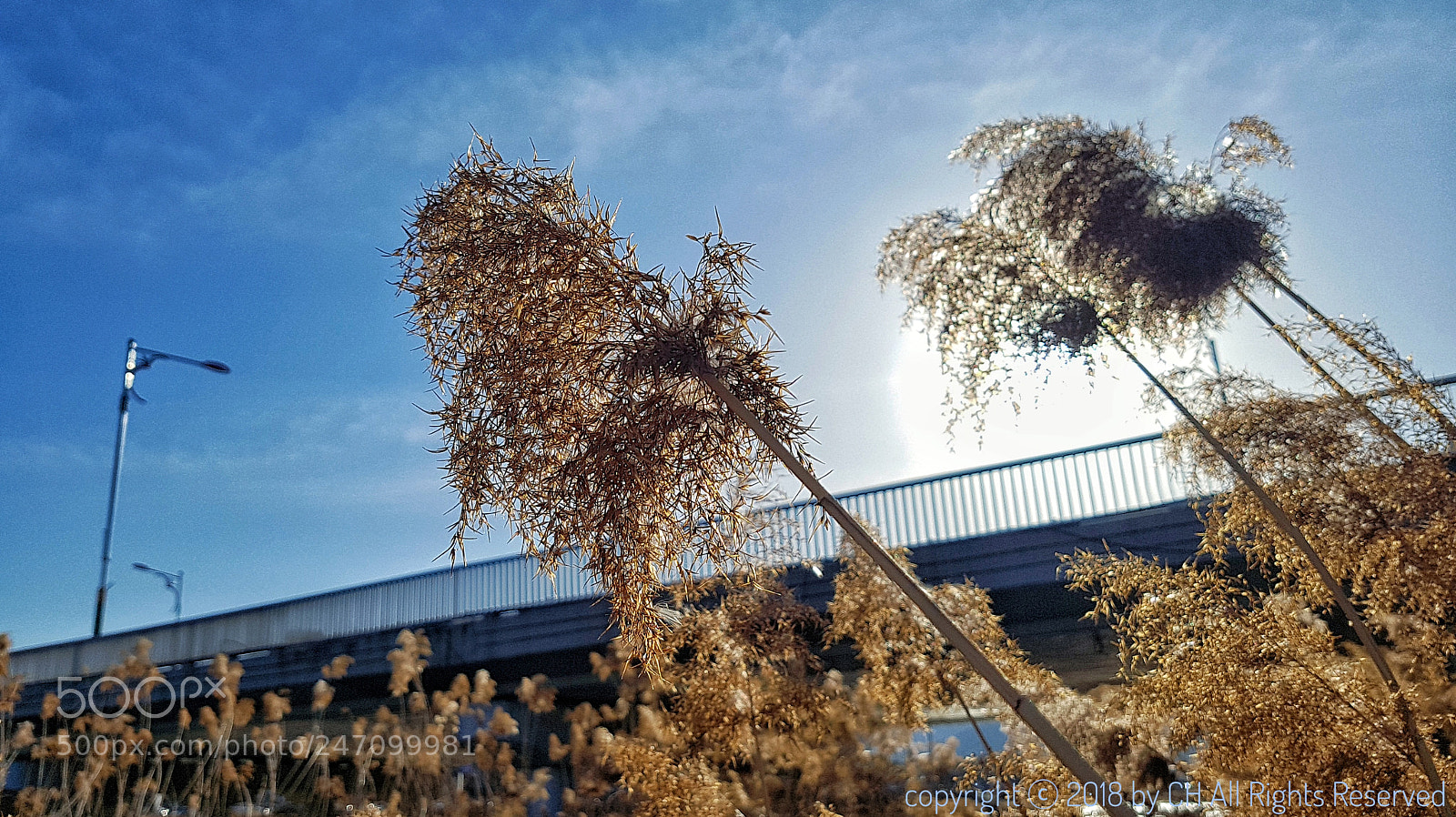Samsung Galaxy S7 Edge sample photo. Untitled photography