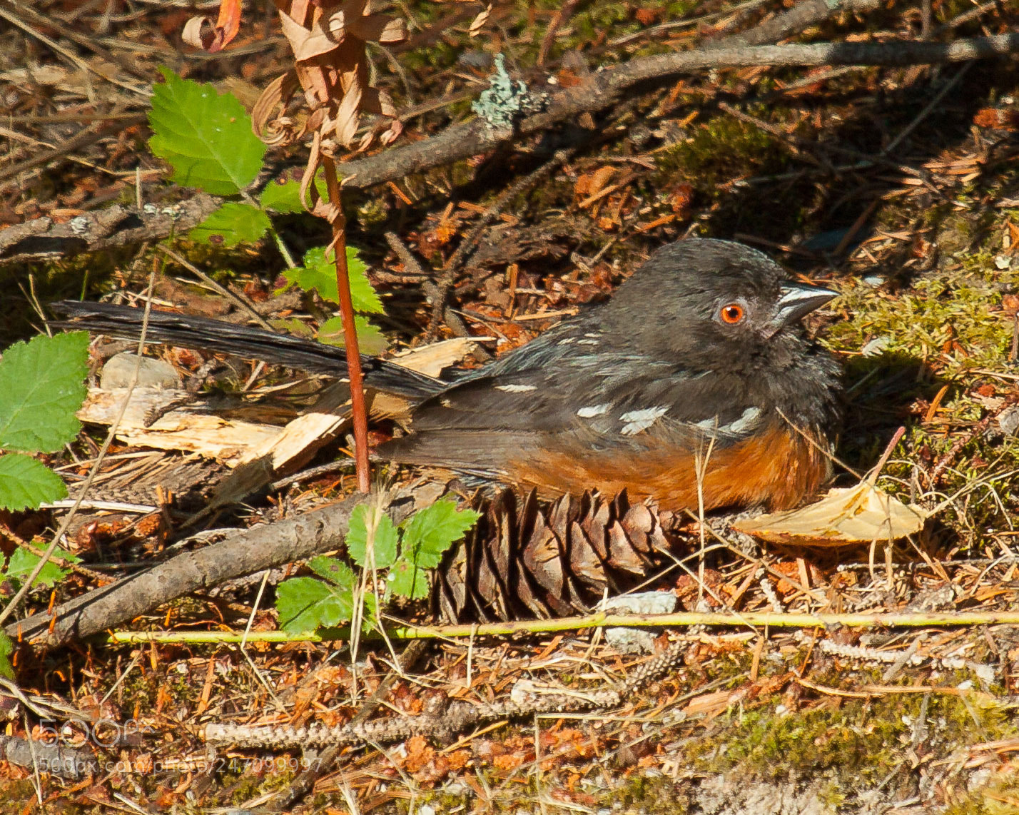 Canon EOS 50D sample photo. Spotted towhee photography
