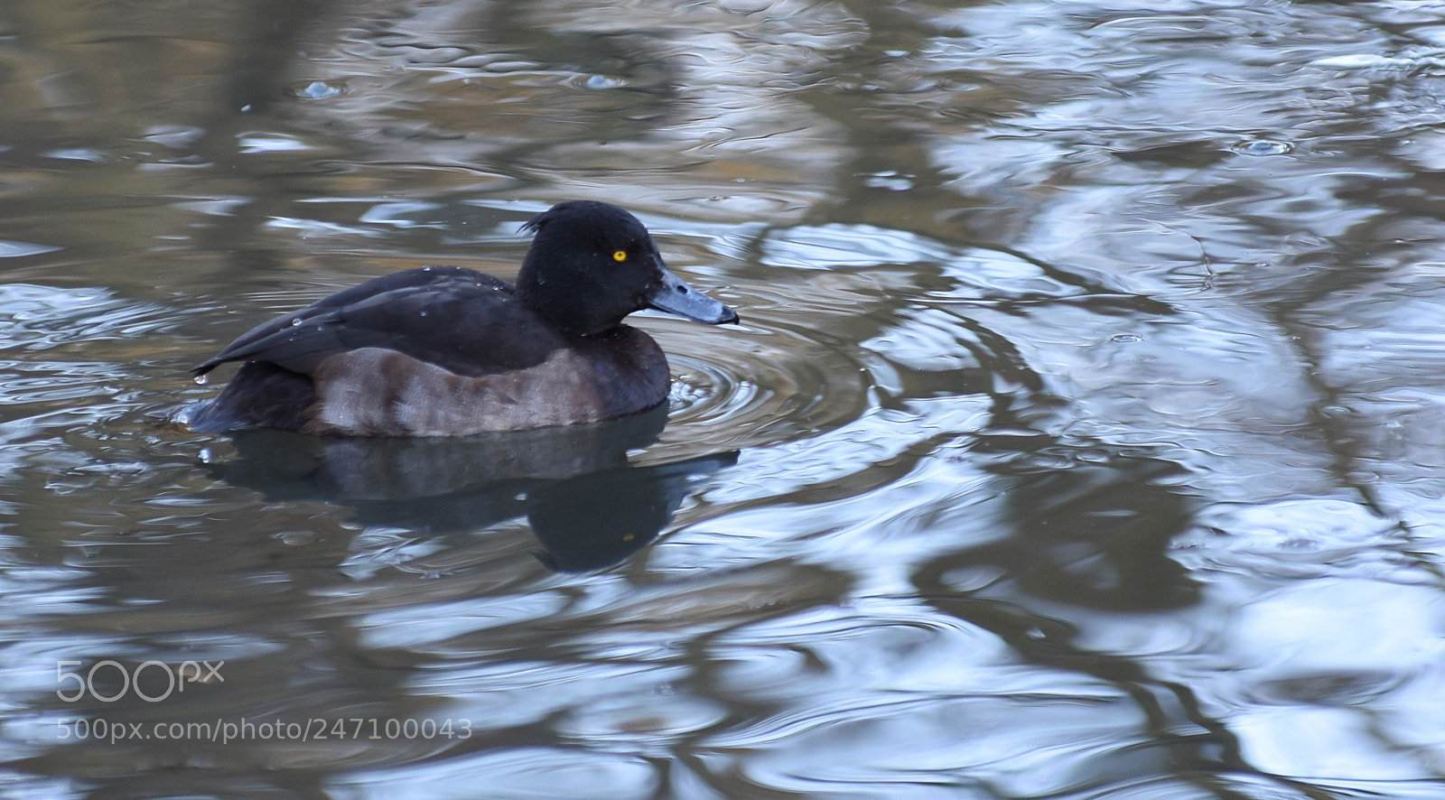 Nikon D7200 sample photo. Tufted duck photography