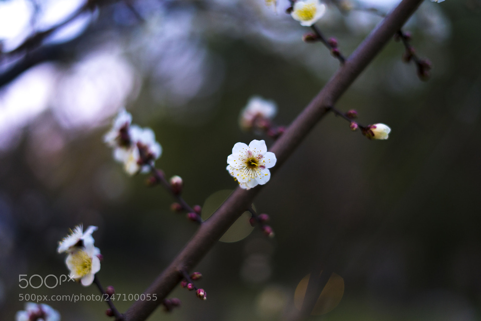 Sony a7 II sample photo. Untitled photography