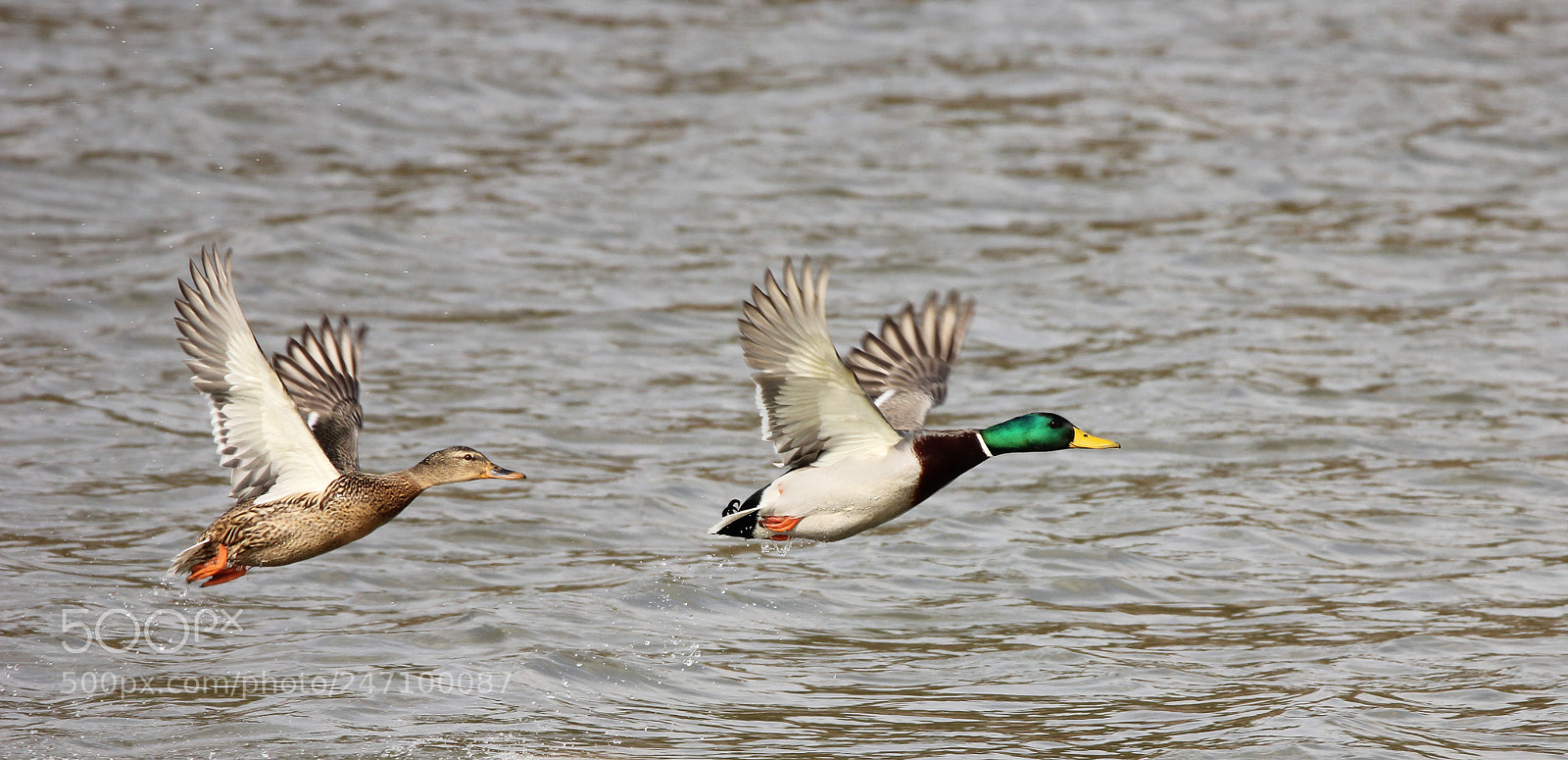 Canon EOS 550D (EOS Rebel T2i / EOS Kiss X4) sample photo. A pair of mallards photography
