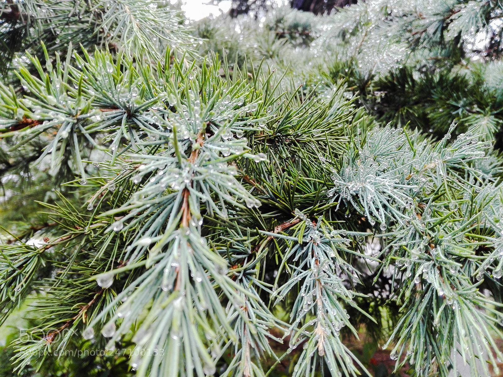 HUAWEI P8 Lite sample photo. Untitled photography