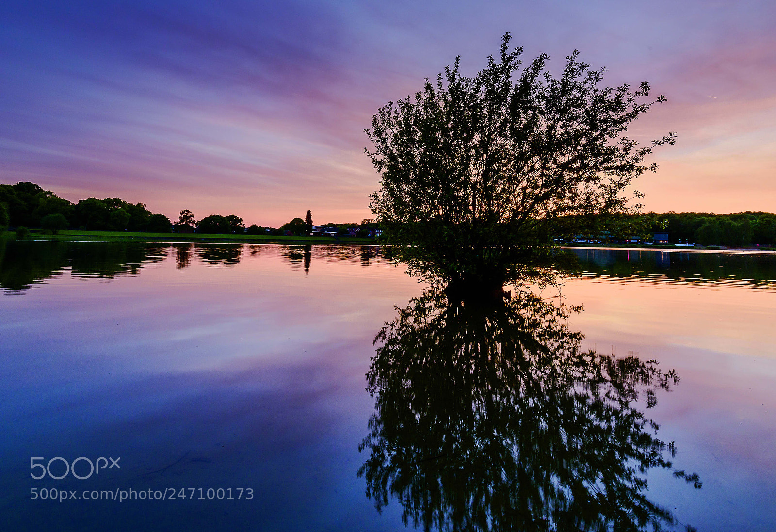 Nikon D810 sample photo. Tree of the ruislip photography