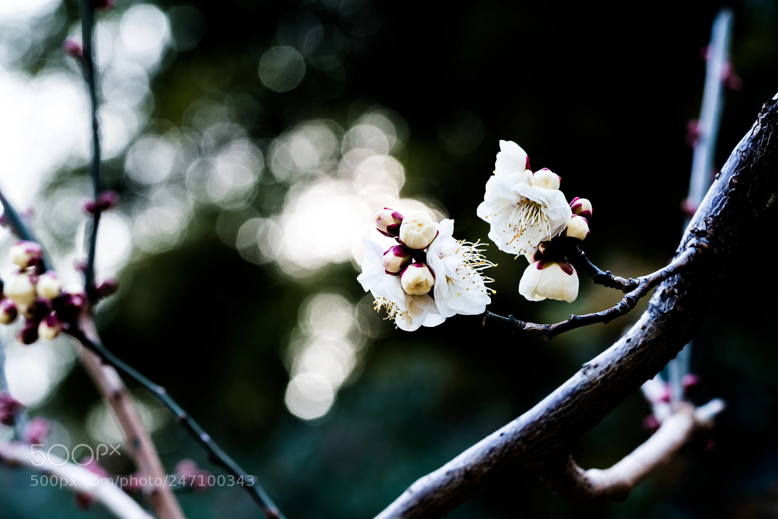 Sony a7R III sample photo. Plum blossom photography