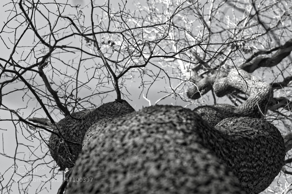 Sony SLT-A58 sample photo. Der kahle baum photography