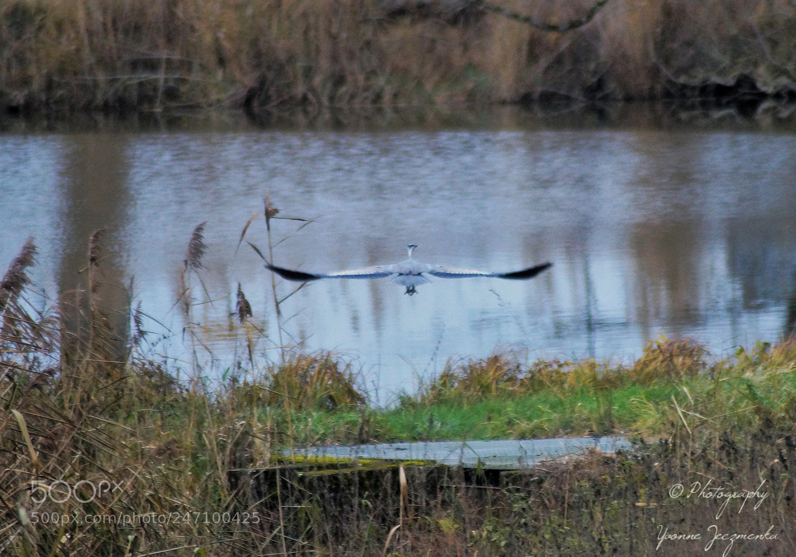 Sony SLT-A58 sample photo. Reiher photography