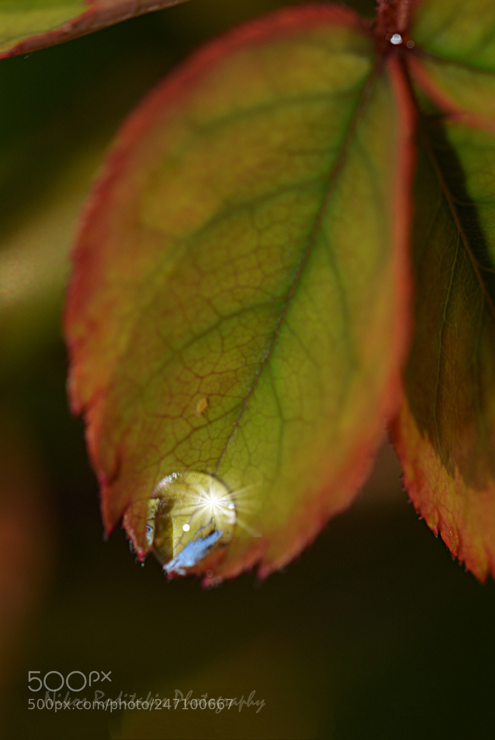Nikon D5200 sample photo. Rose leaf and rain photography