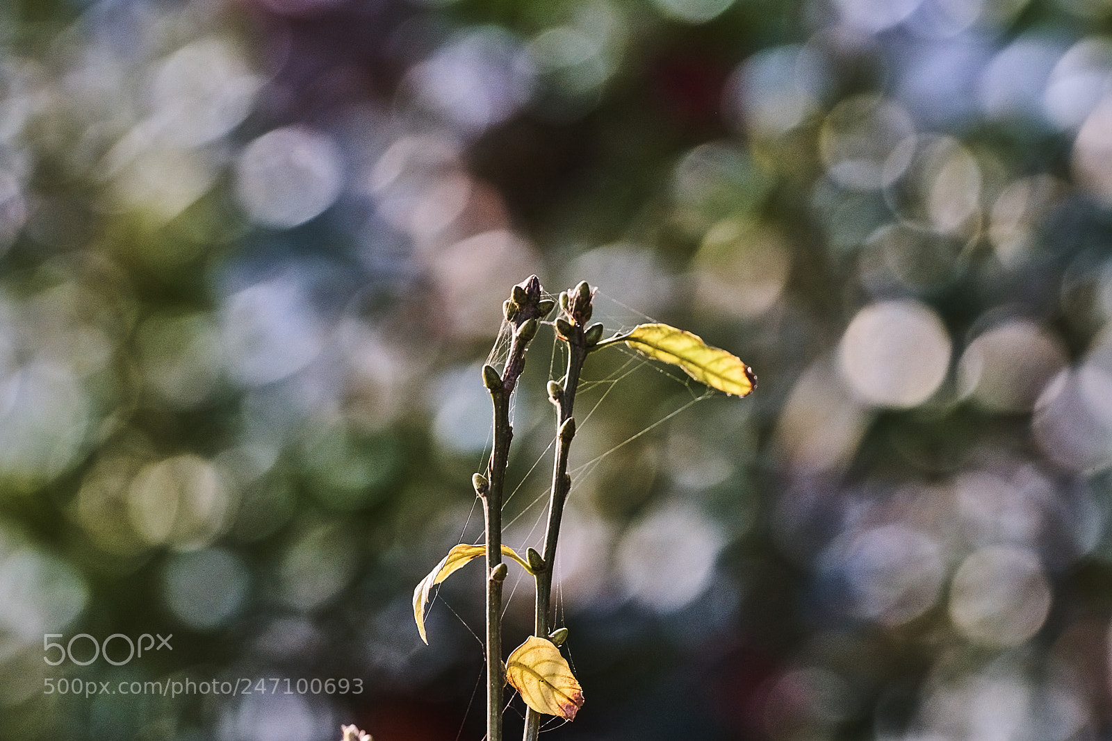 Sony a99 II sample photo. Twin photography