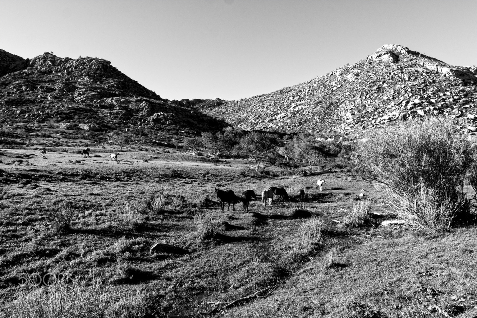 Nikon D7100 sample photo. Grazing horses ii photography