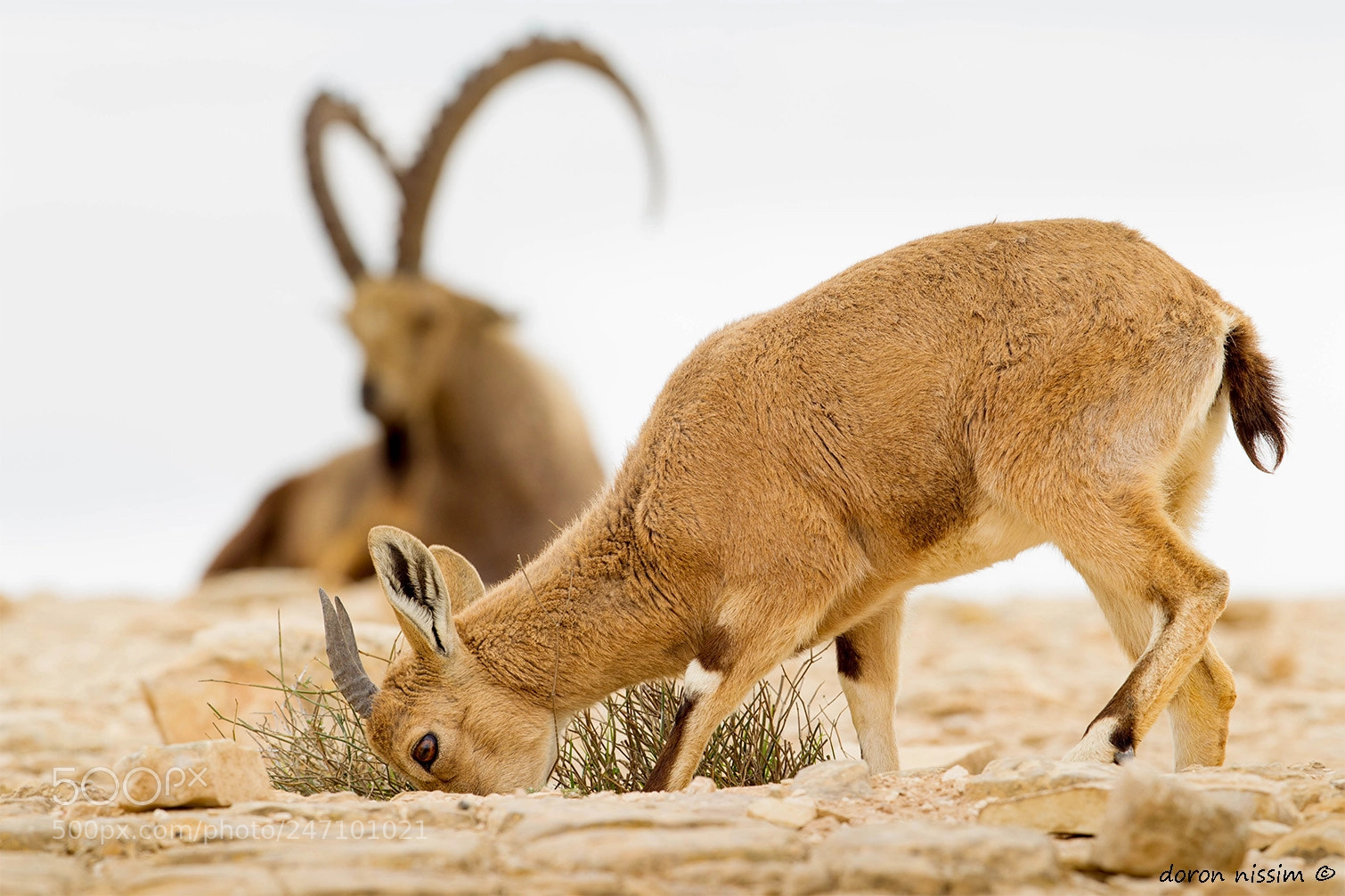 Canon EOS-1D Mark IV sample photo. Ibex photography