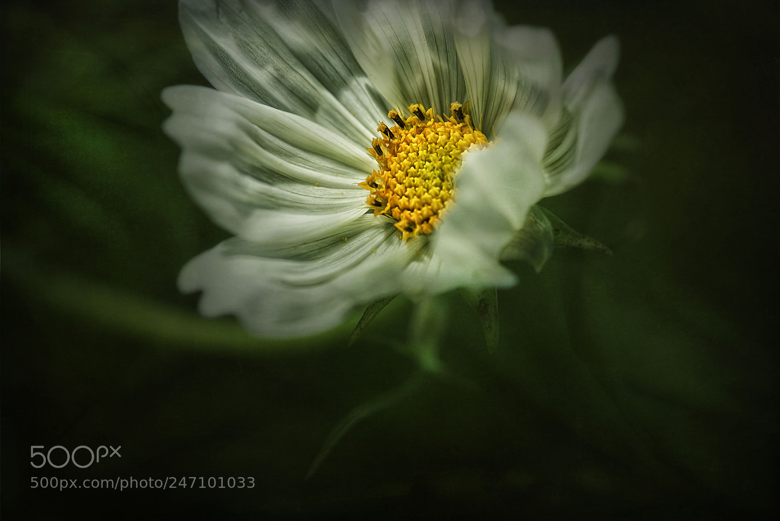 Nikon D810 sample photo. Soft lines photography