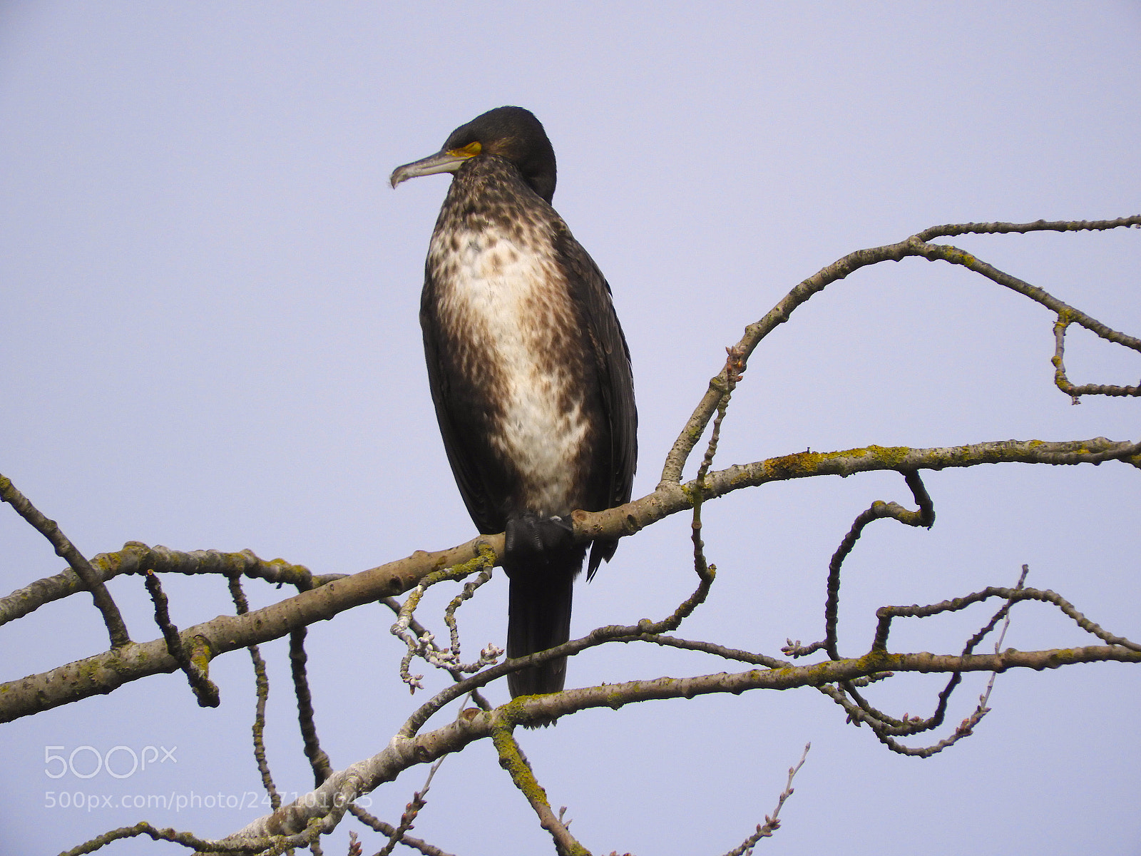 Nikon Coolpix B700 sample photo. Shag juvenile (phalacrocorax aristotelis) photography