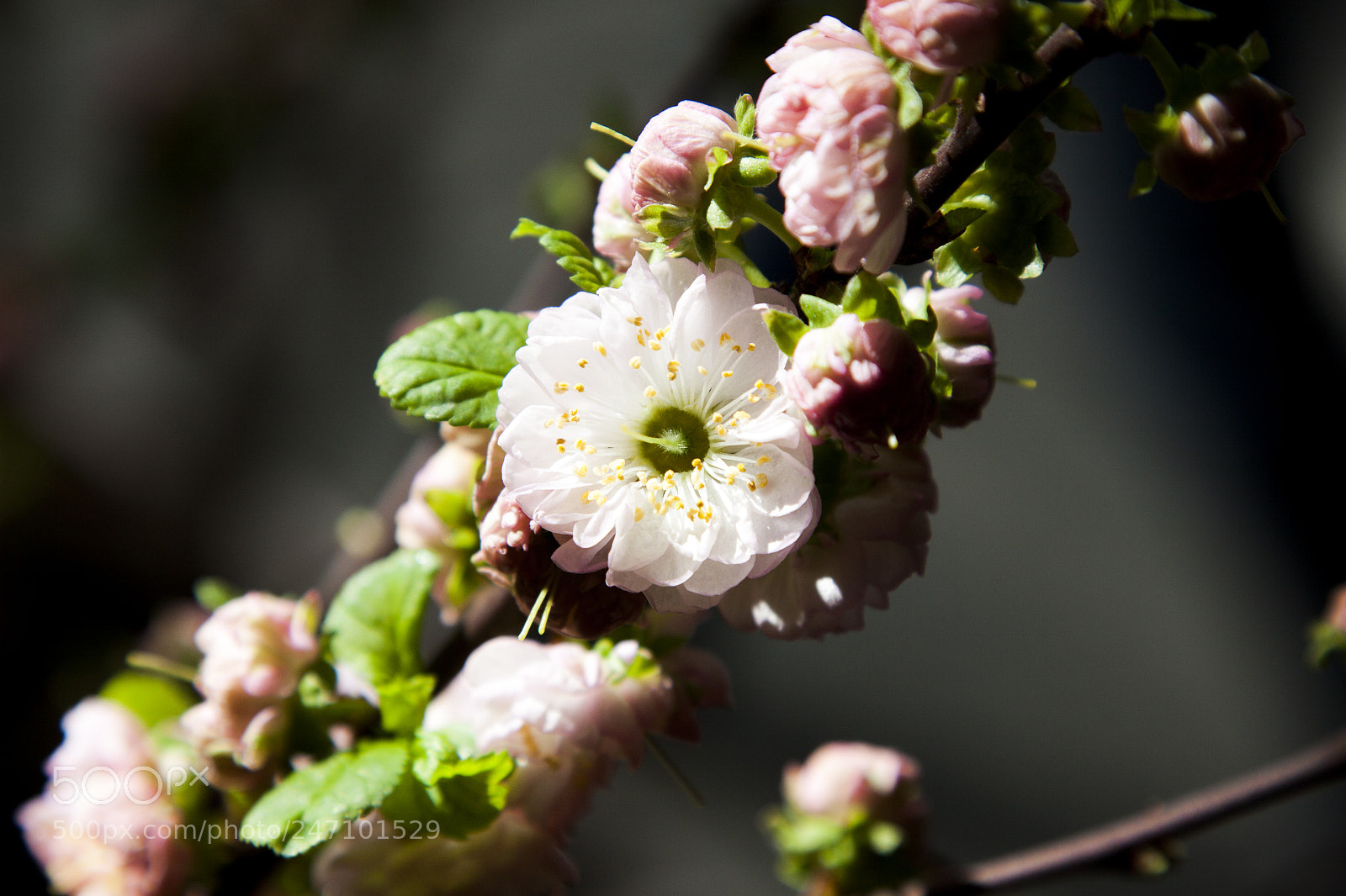 Canon EOS 50D sample photo. White flowers photography