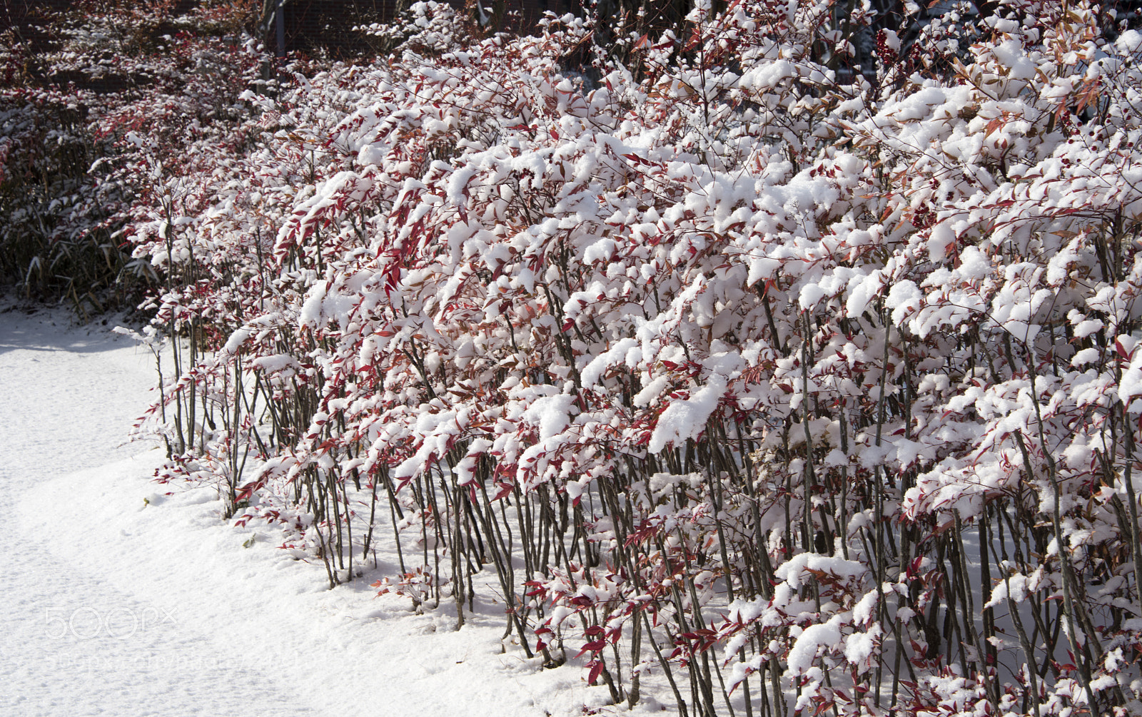 Nikon D810 sample photo. Red in white photography