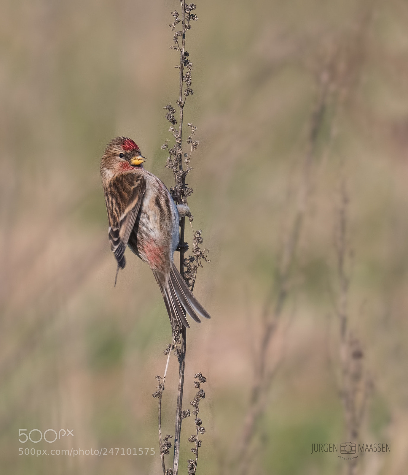 Panasonic Lumix DC-G9 sample photo. Lesser redpoll. photography
