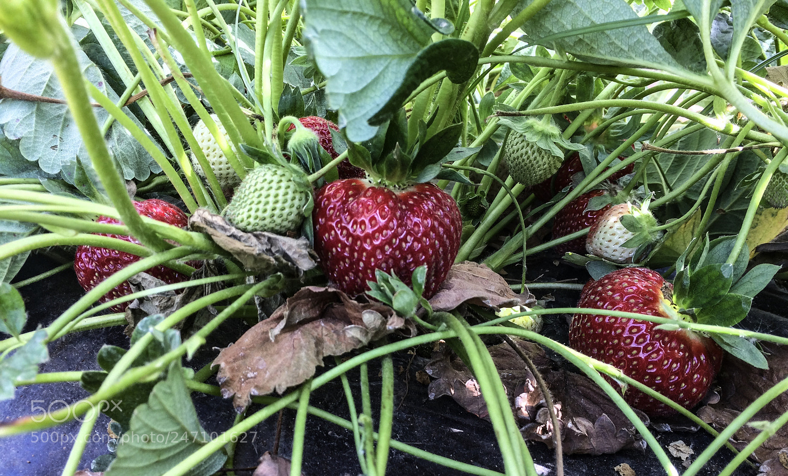 Apple iPhone 5s sample photo. Strawberries..!!! photography