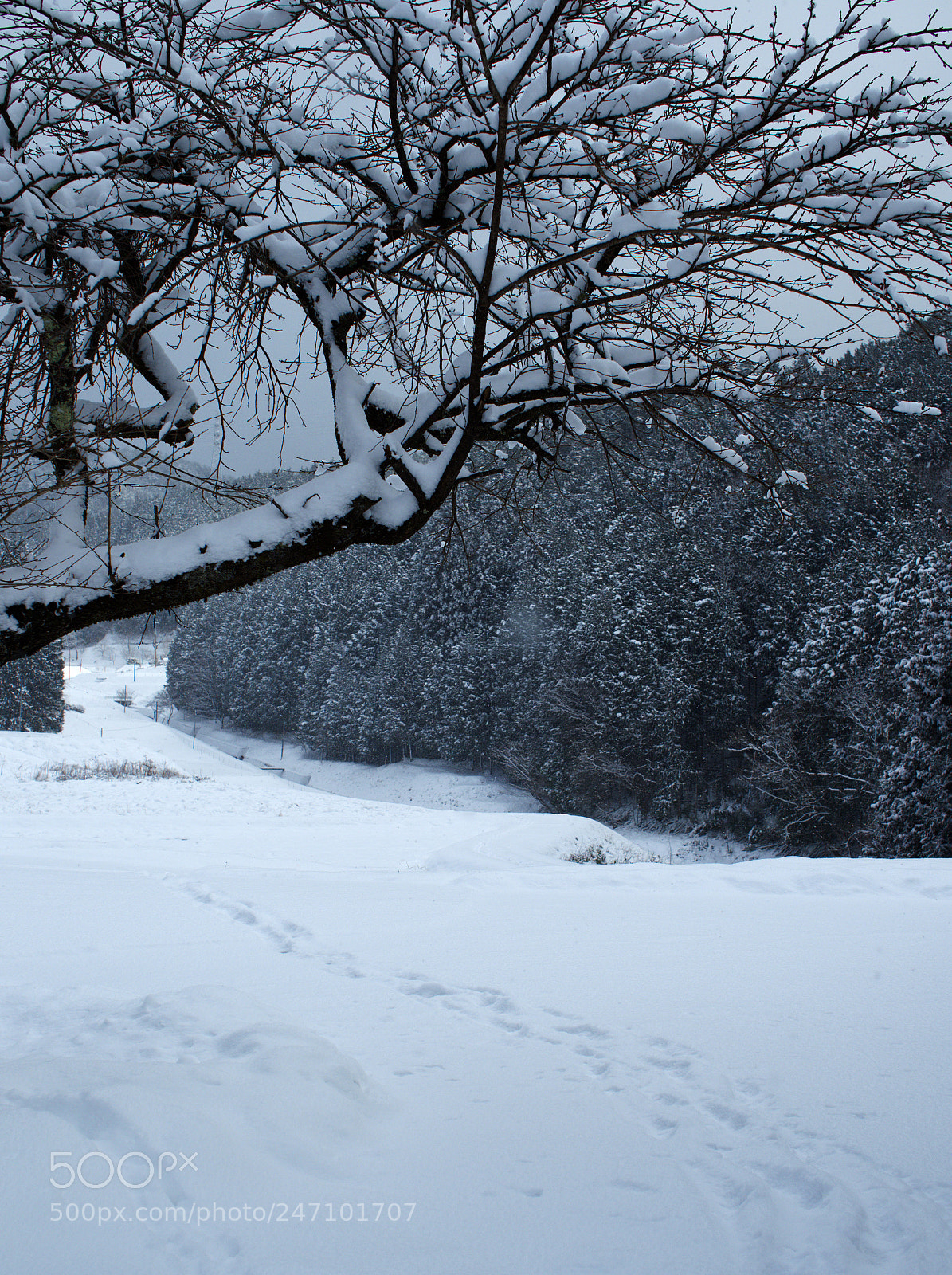 Olympus OM-D E-M1 Mark II sample photo. 2月12日 | february 12 photography