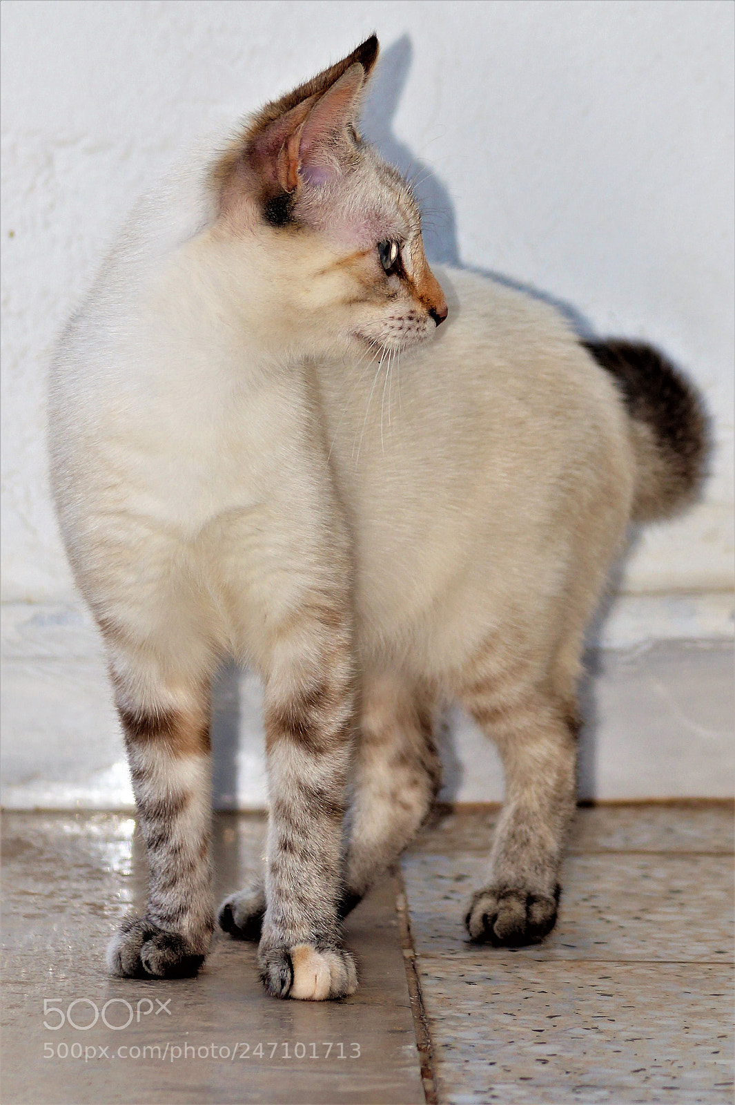 Sony DT 55-200mm F4-5.6 SAM sample photo. Untitled photography