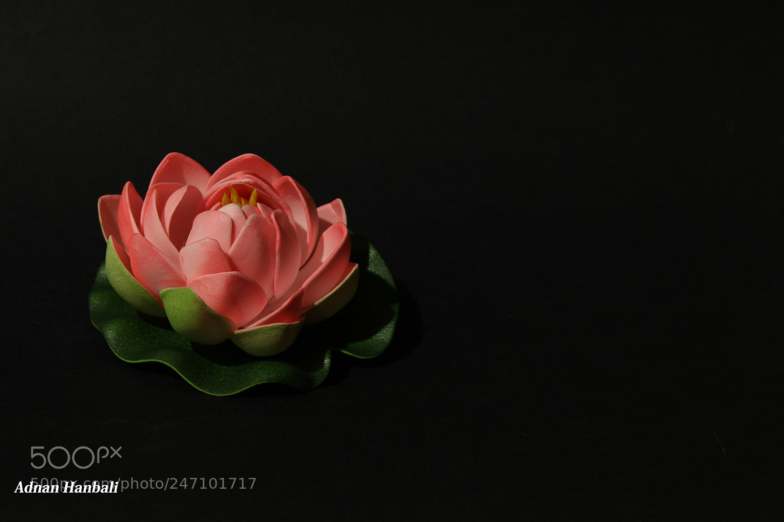 Canon EOS 700D (EOS Rebel T5i / EOS Kiss X7i) sample photo. Flower head photography