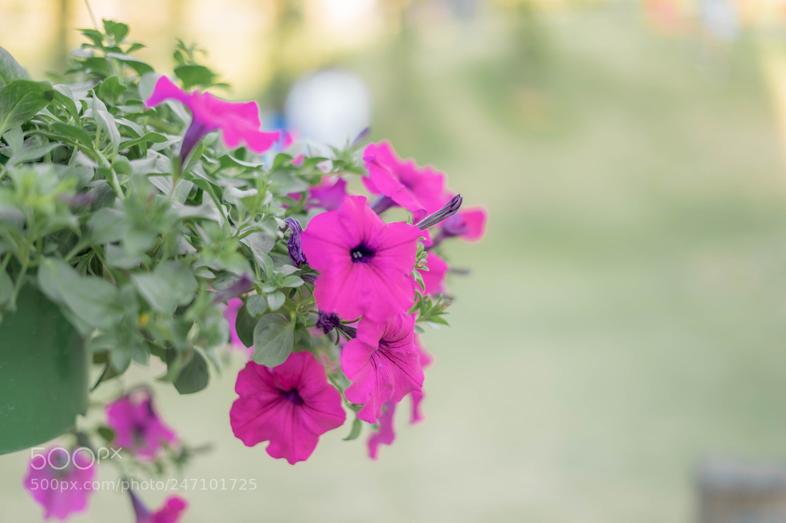Sony a7 sample photo. Dsc photography