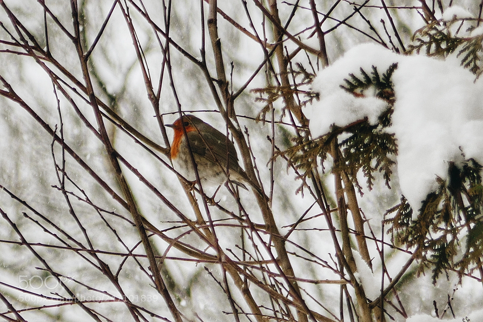 Panasonic Lumix DMC-ZS100 (Lumix DMC-TZ100) sample photo. Winter scene photography