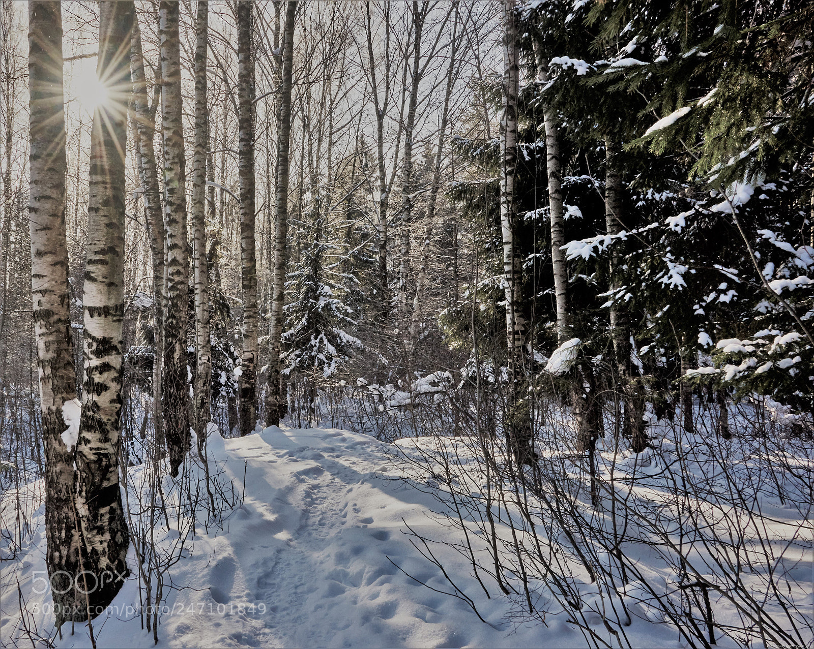 Nikon D810 sample photo. Park photography