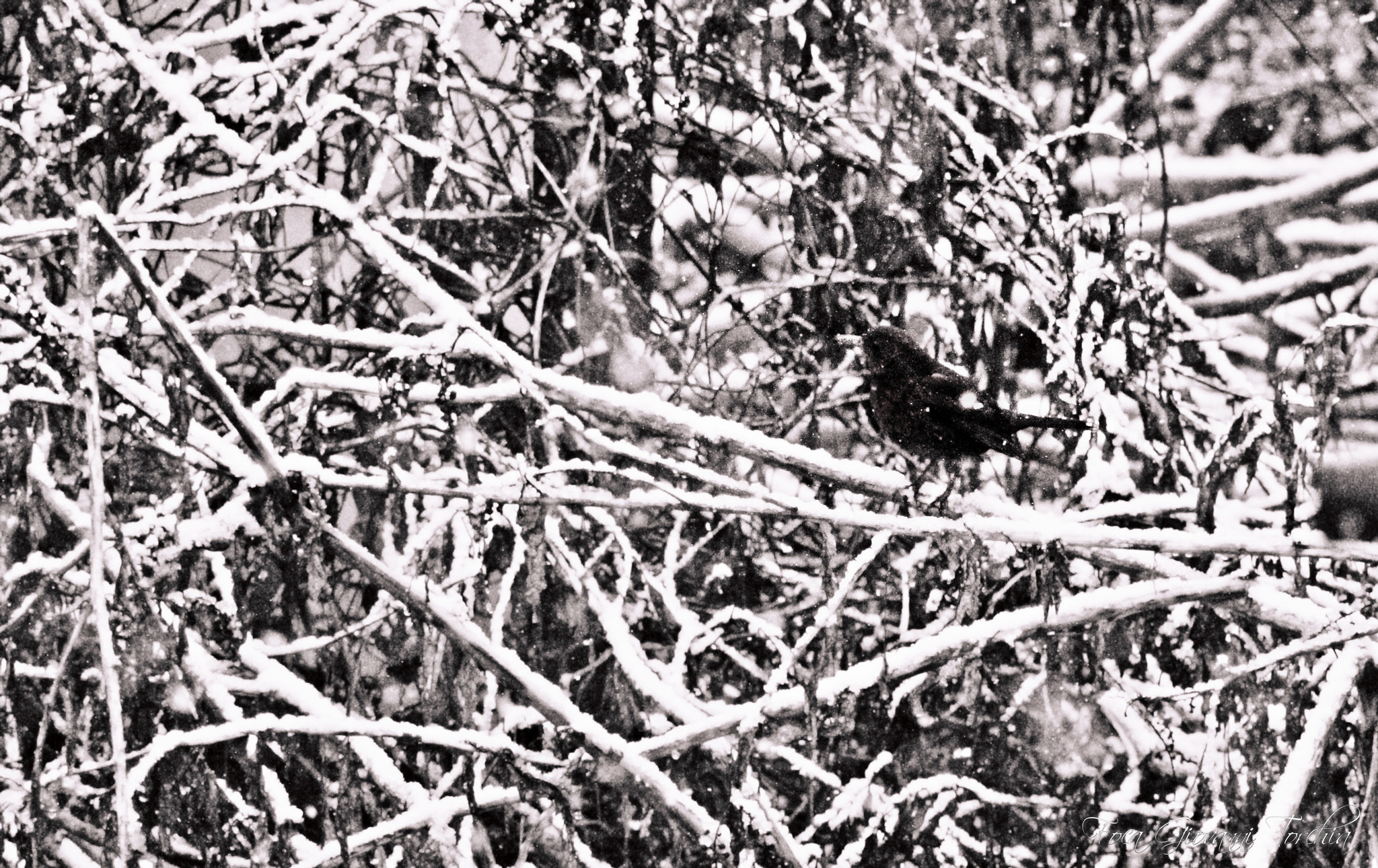 Canon EOS 1200D (EOS Rebel T5 / EOS Kiss X70 / EOS Hi) sample photo. Black and white... photography