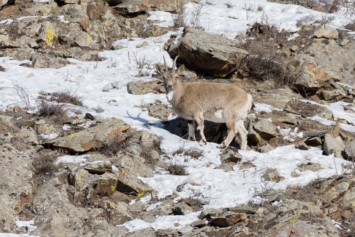 Nikon D7200 sample photo. Mountain goat photography
