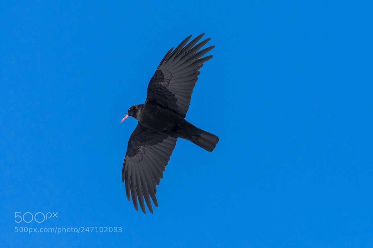 Nikon D7200 sample photo. Bird with red beak photography