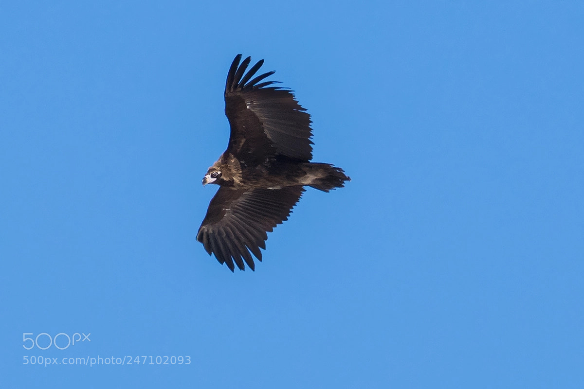 Nikon D7200 sample photo. Vulture photography