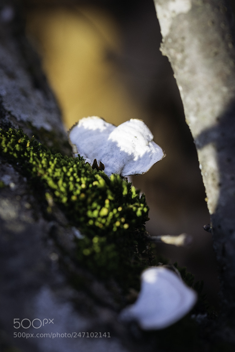 Nikon D600 sample photo. 180223 photography