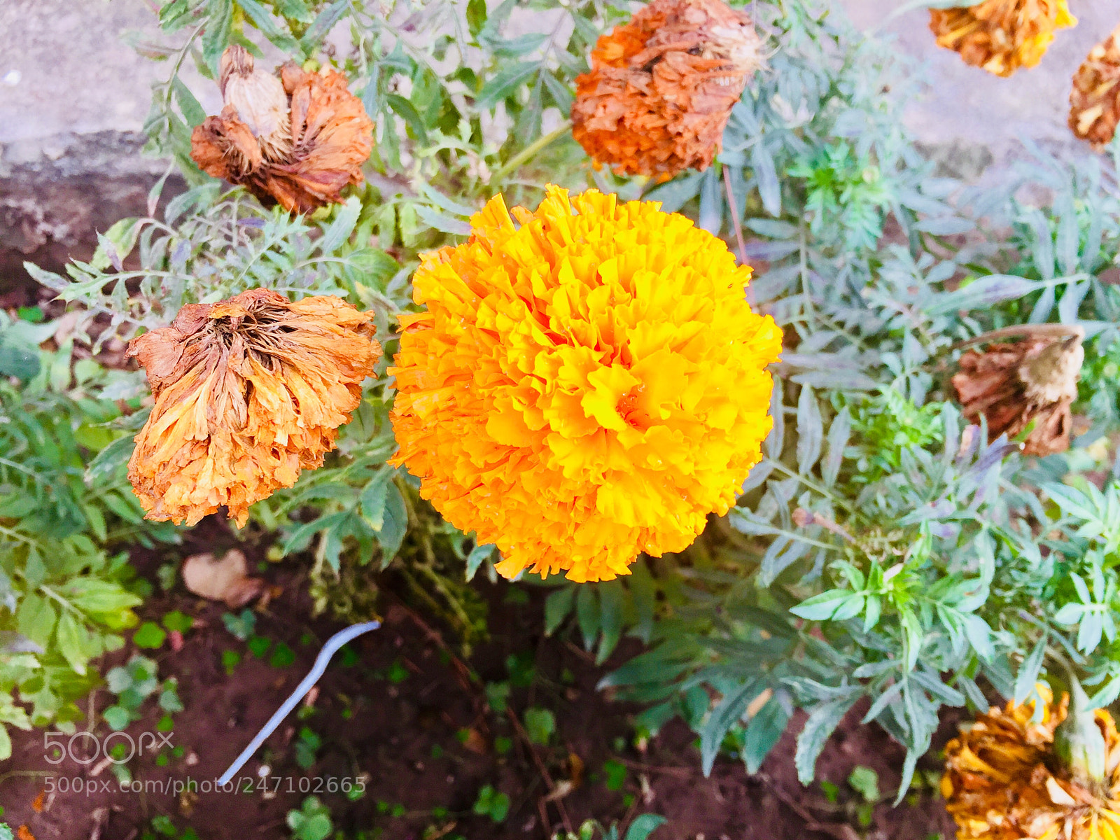 Apple iPhone 6 sample photo. Untitled photography