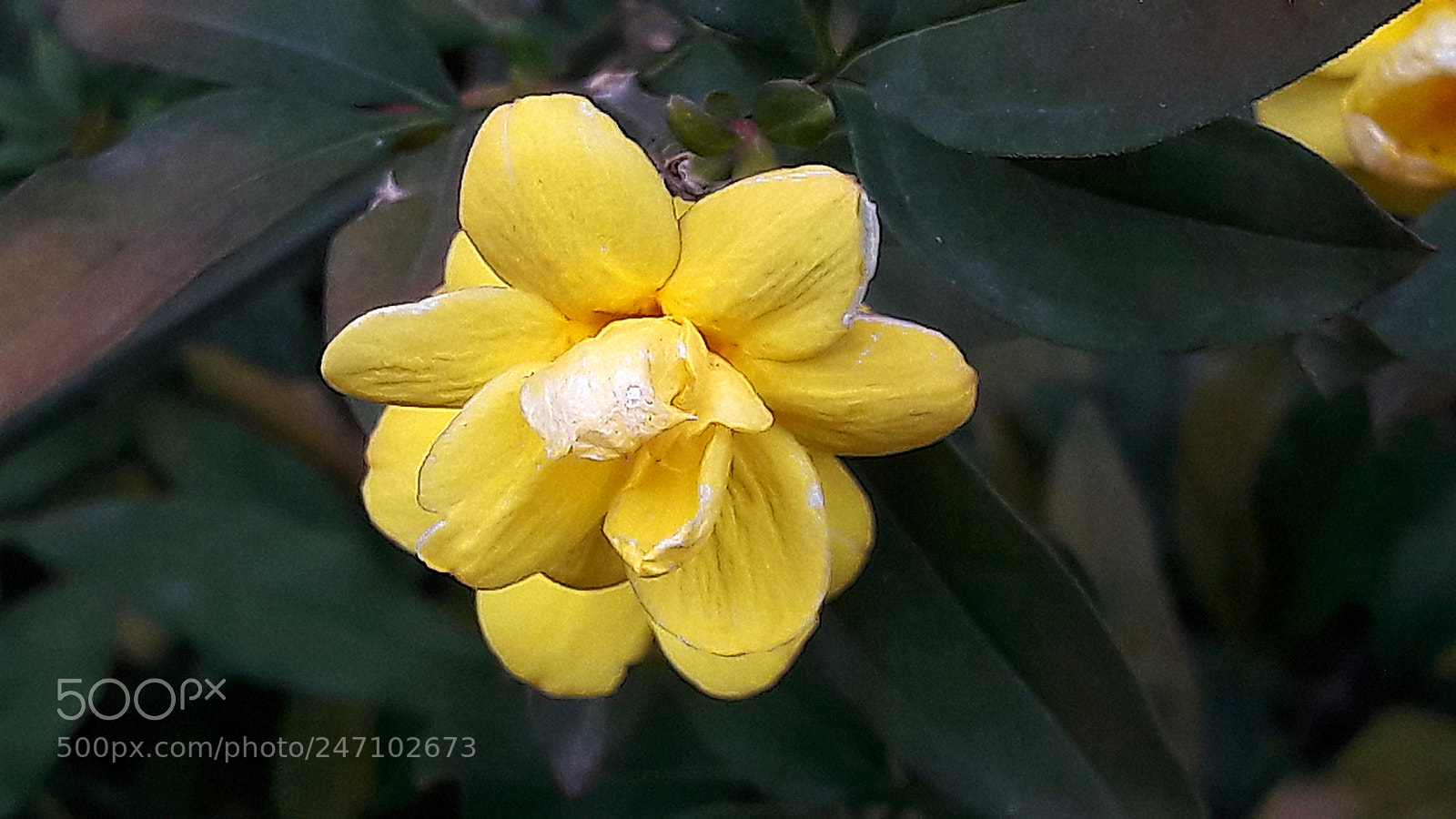 Samsung Galaxy A5(2016) sample photo. Yellow photography