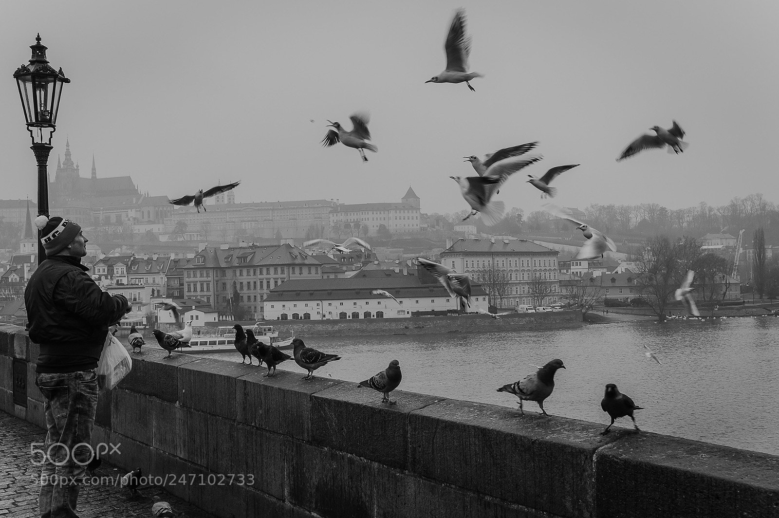 Nikon D3200 sample photo. Feeding the birds. prague photography