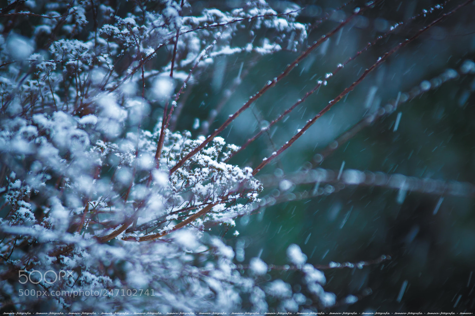 Sony ILCA-77M2 sample photo. F l o c photography