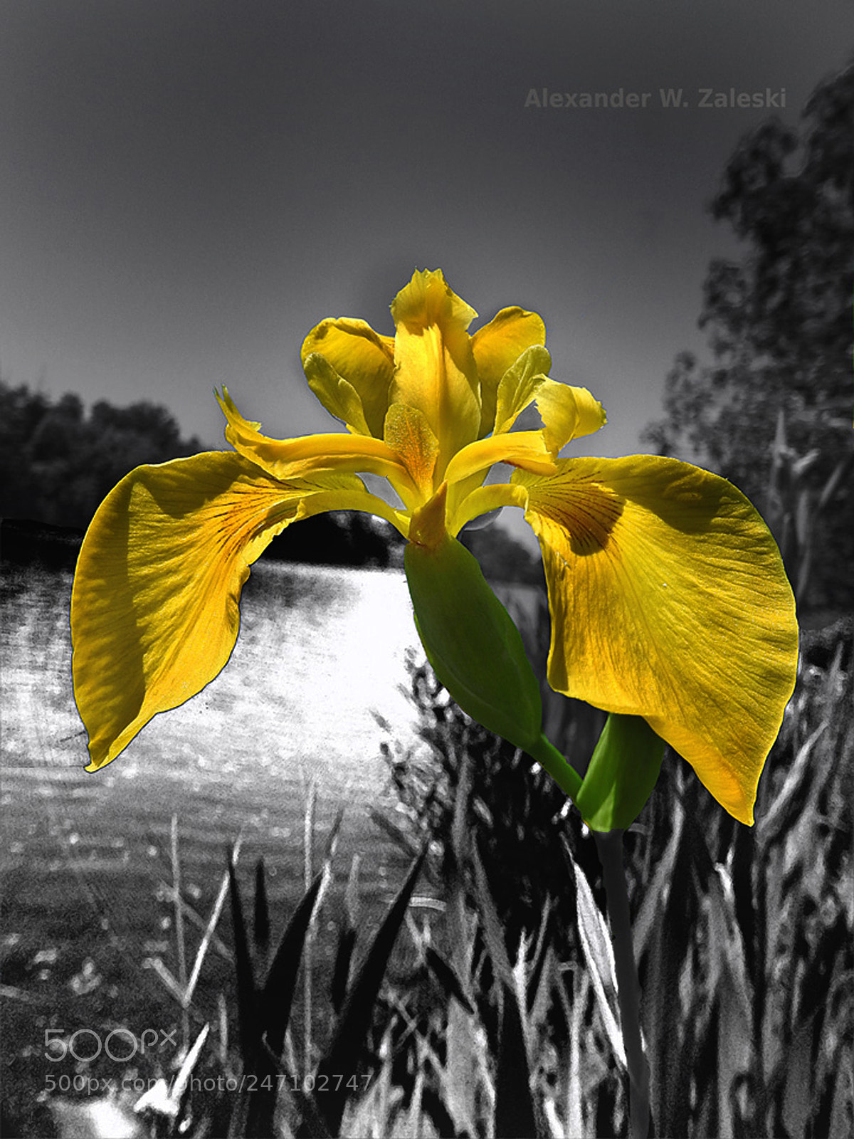 Nikon Coolpix P610 sample photo. Adding yellow photography