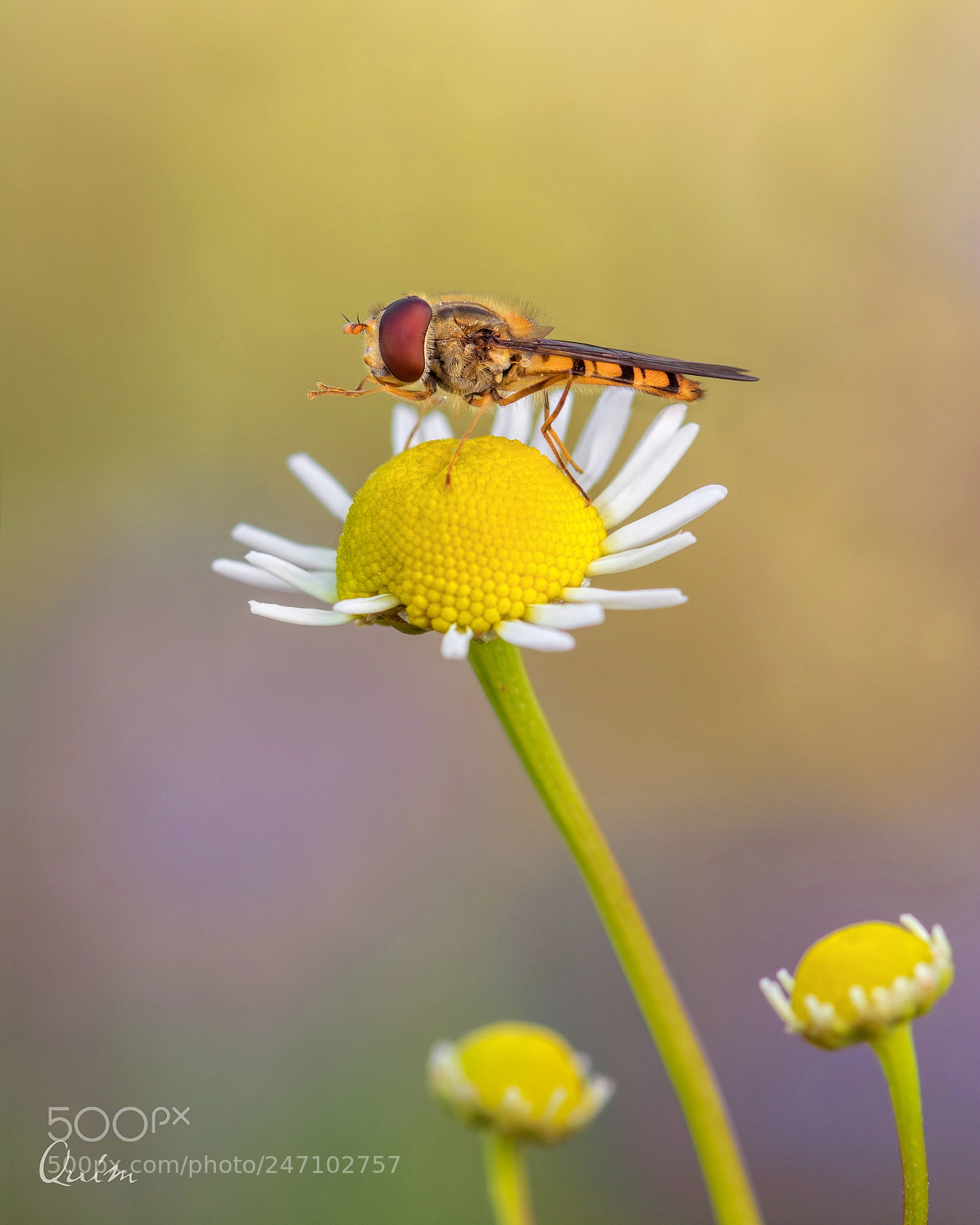 Nikon D7100 sample photo. Sirfido photography