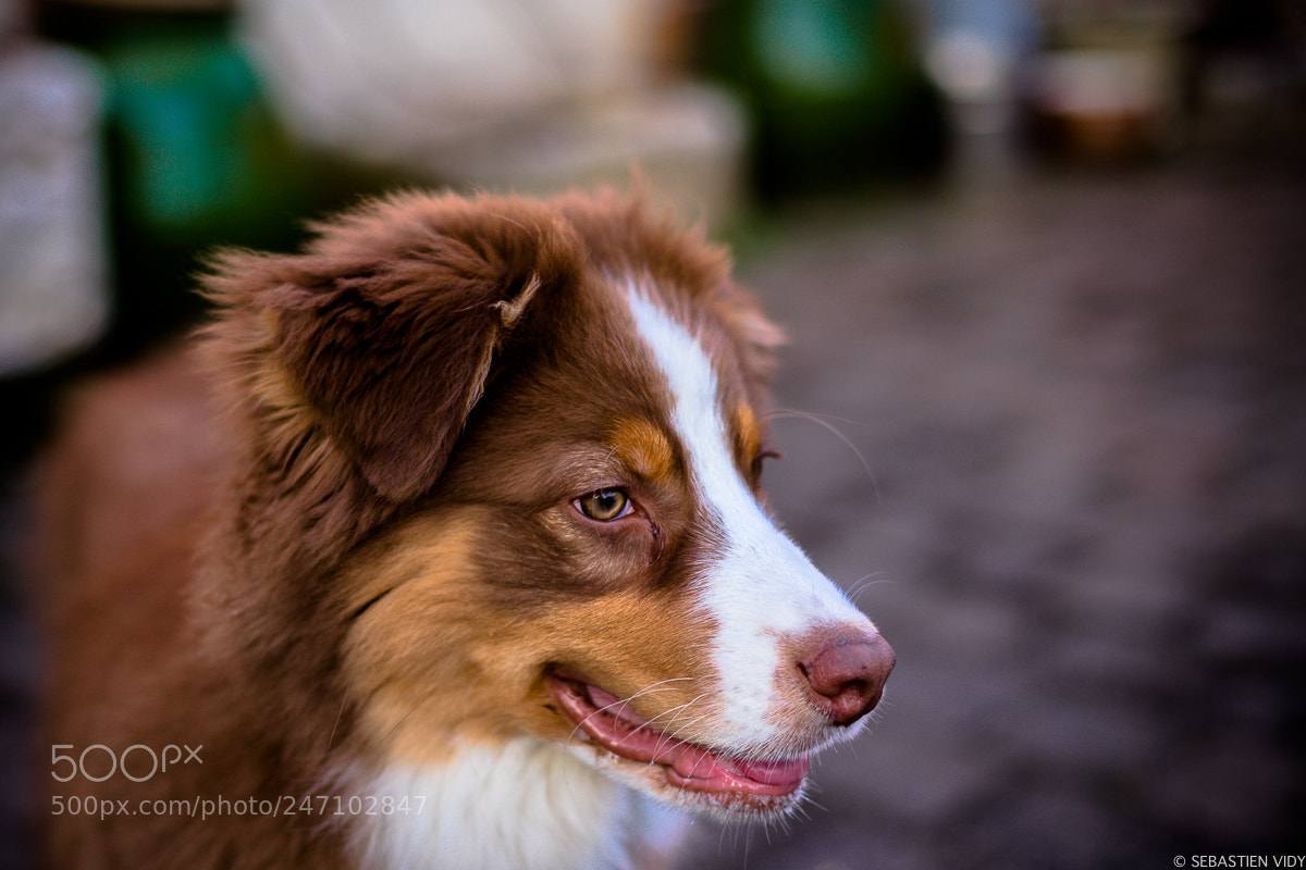 Canon EOS 6D Mark II sample photo. Nectar 4 months old photography