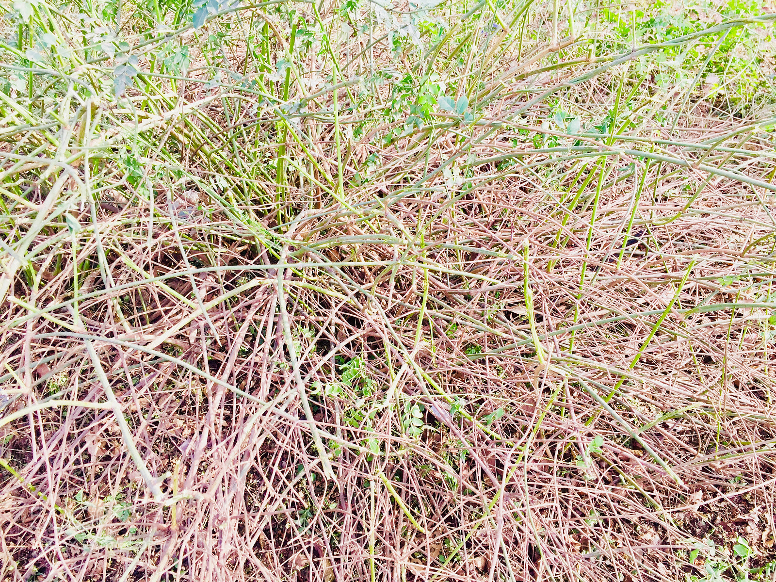 Apple iPhone 6 sample photo. Untitled photography