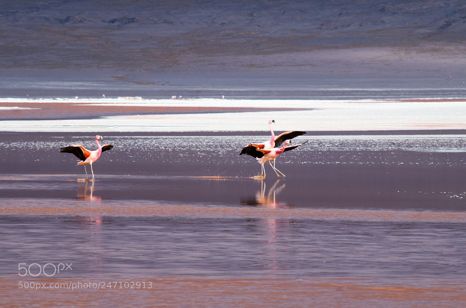 Pentax K-50 sample photo. Flamingo's photography