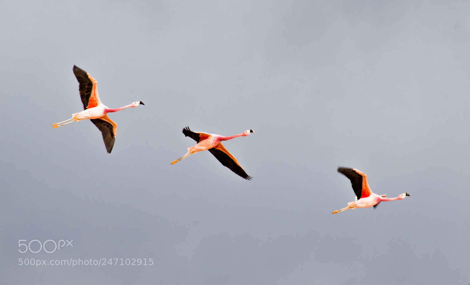 Pentax K-50 sample photo. Flamingo's photography