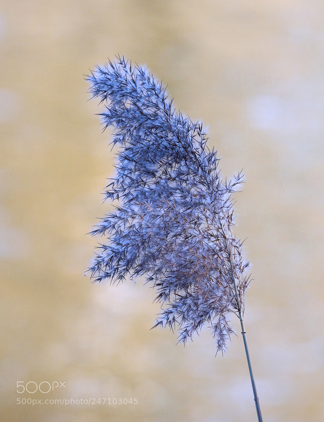 Canon EOS 7D Mark II sample photo. Wild wonder photography