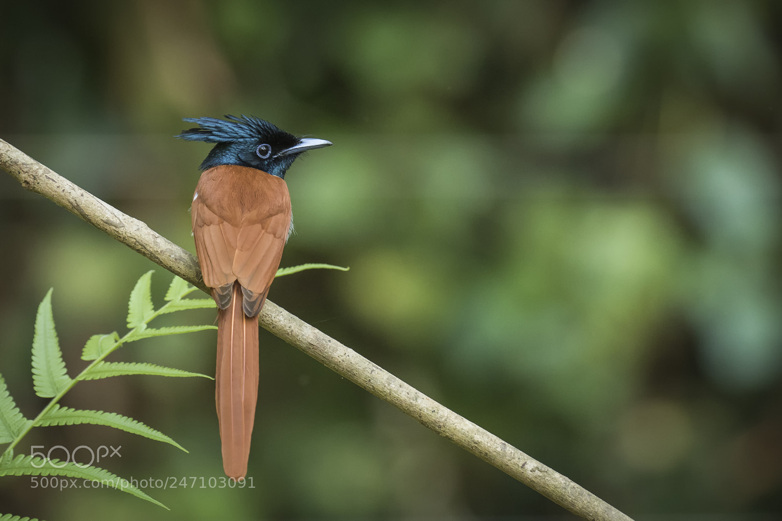 Canon EOS 7D Mark II sample photo. Bird of paradise photography