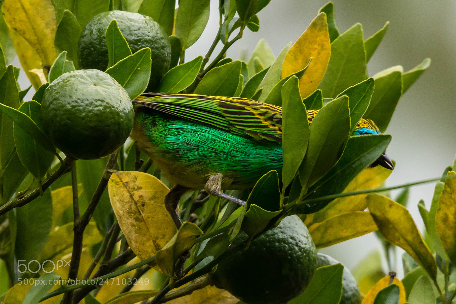 Nikon D7100 sample photo. Camouflage photography