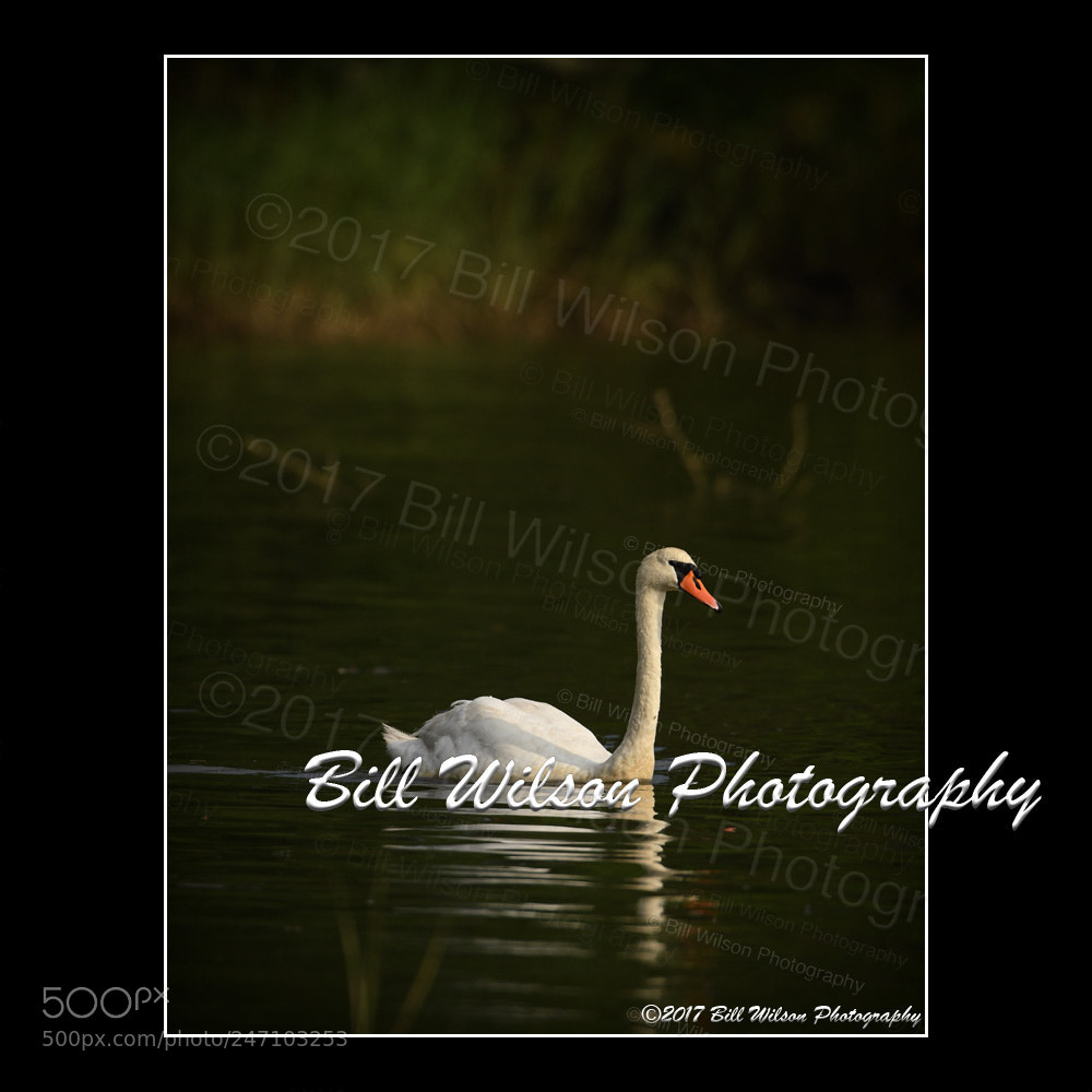 Nikon D500 sample photo. Mute swan photography