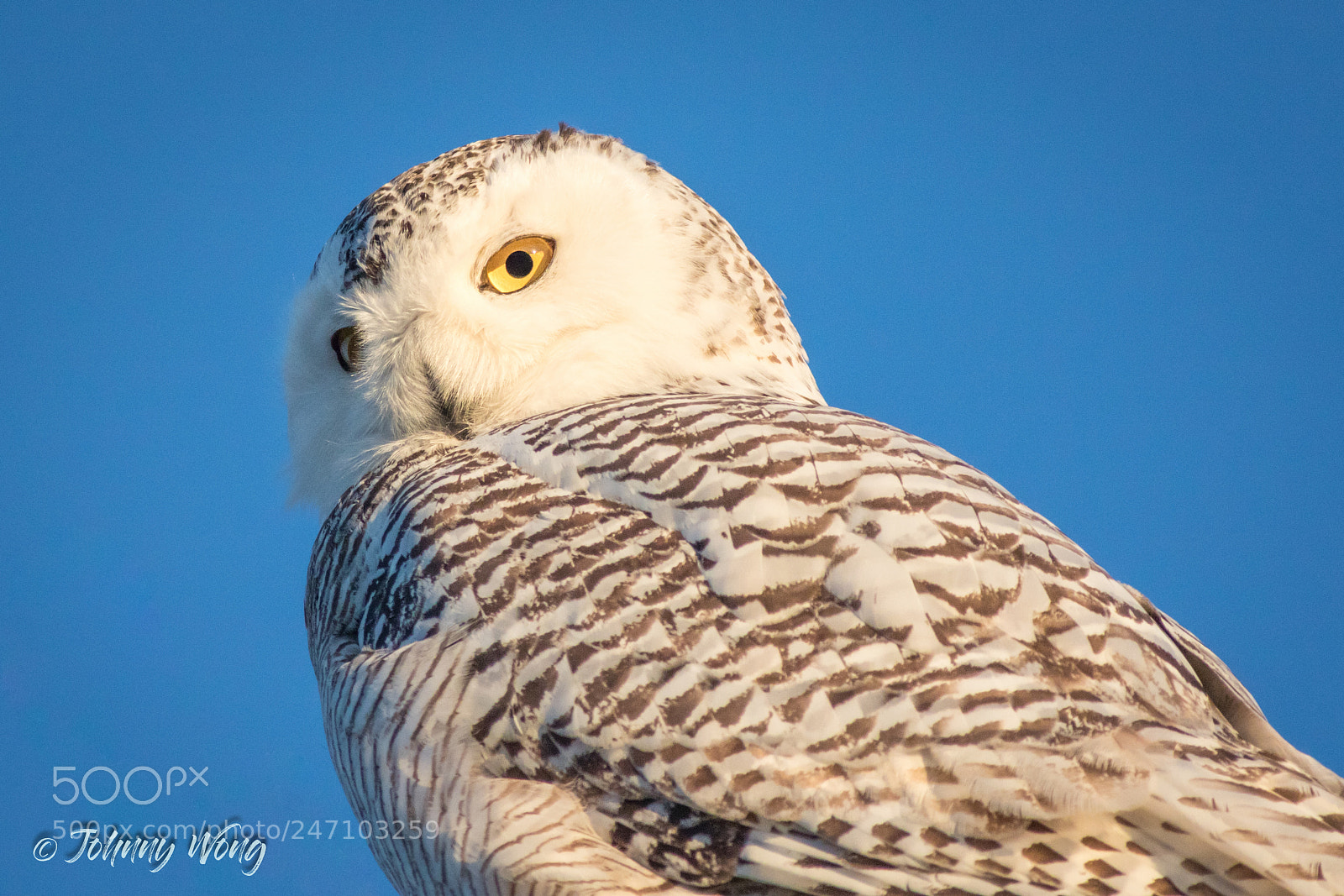 Canon EOS 7D Mark II sample photo. Snowy owl photography