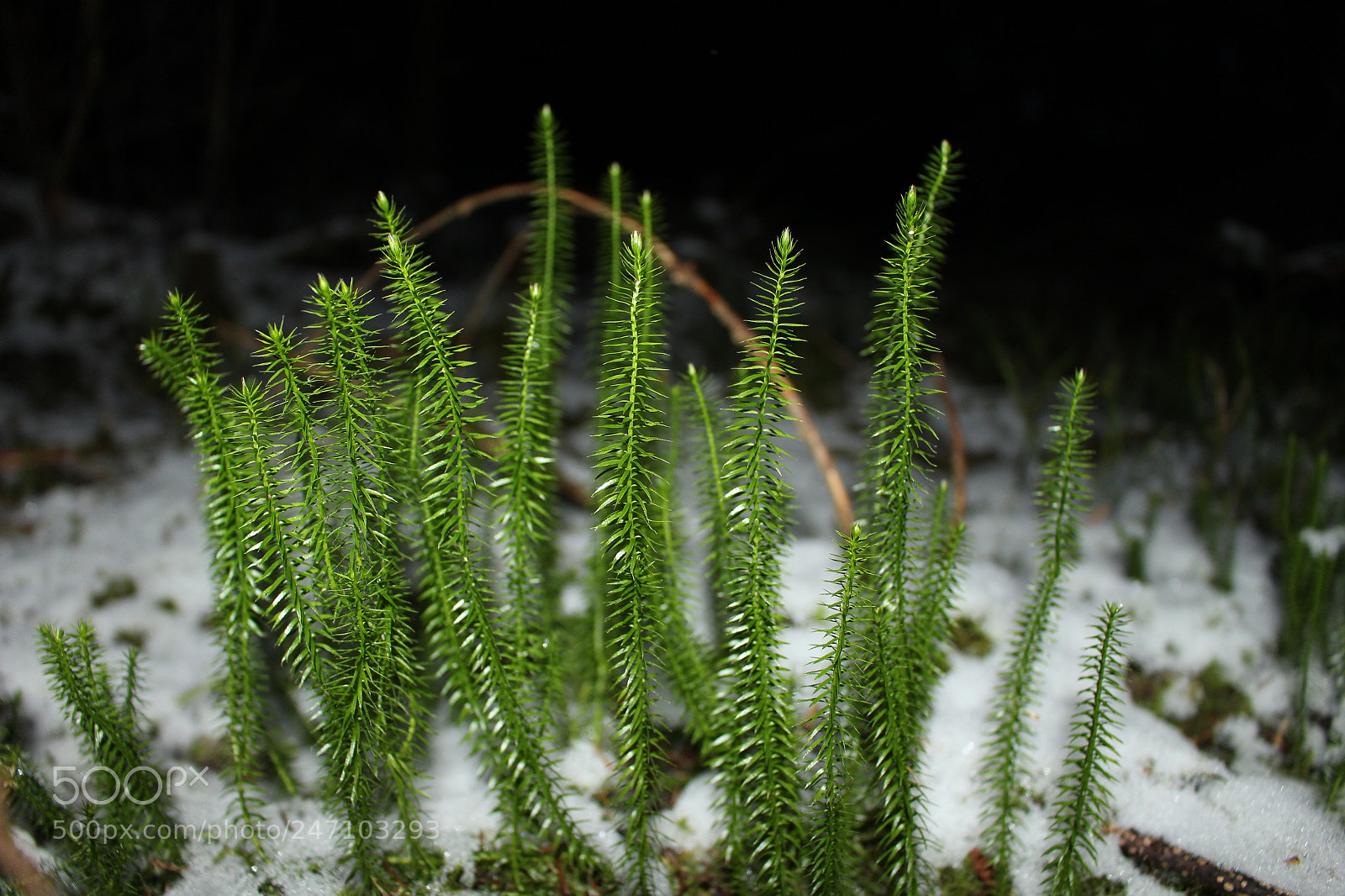 Canon EOS 700D (EOS Rebel T5i / EOS Kiss X7i) sample photo. Forest photography