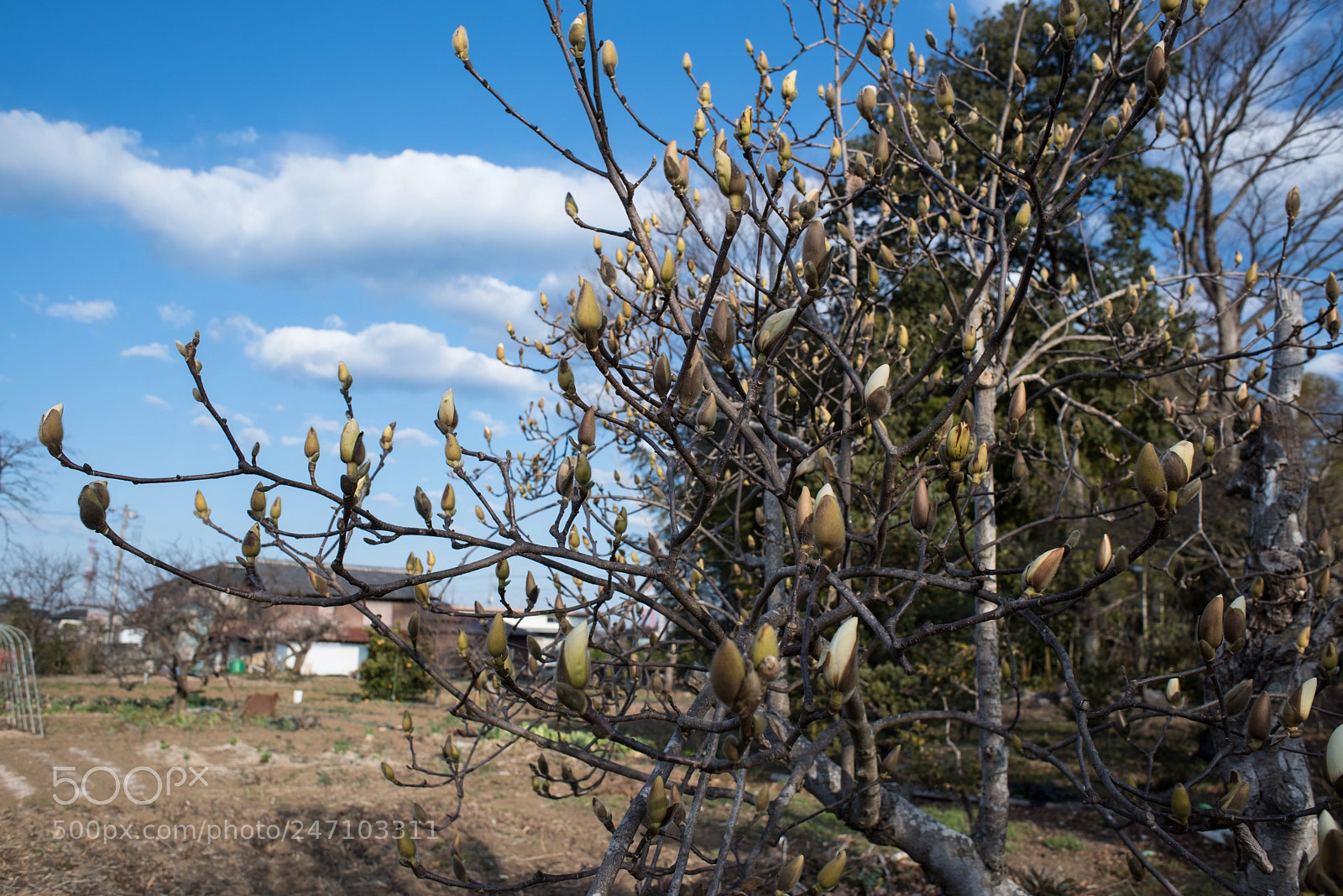 Nikon D810 sample photo. About to bloom photography
