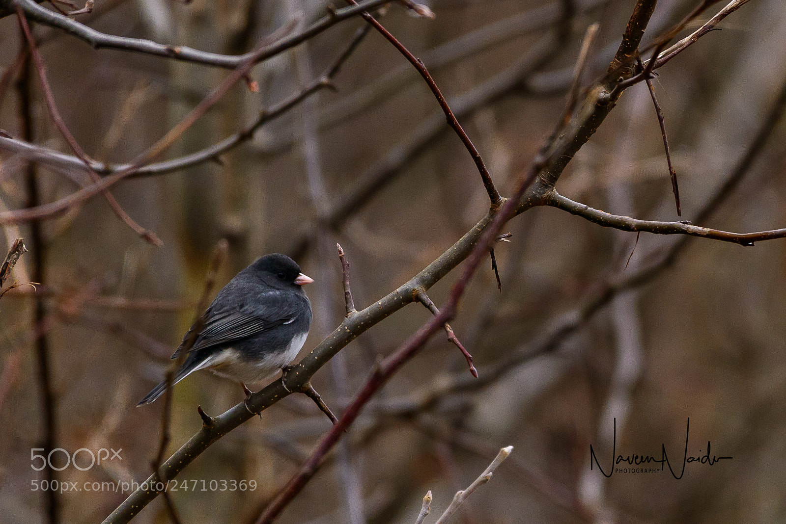 Nikon D800 sample photo. Junco photography
