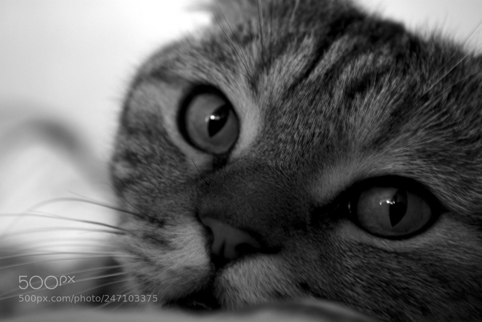 Nikon D60 sample photo. Кот photography